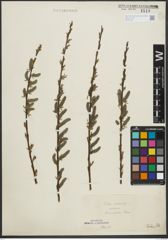 Foto von Salix purpurea L. x Salix viminalis L.